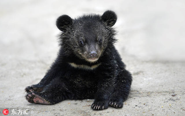 ‘熊猫体育’虎牙PCL夏季赛:双子星先后接棒,最强米拉玛剑指季后赛冠军(图1) xiongmao体育