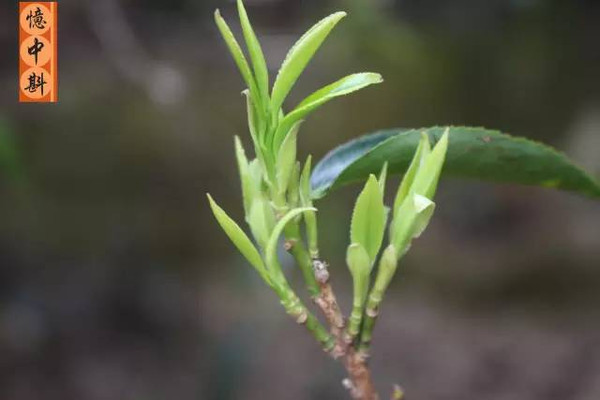 朗多准三双传球照旧犀利 霍乐迪效率低还吃五犯|熊猫体育(图2) xiongmao体育