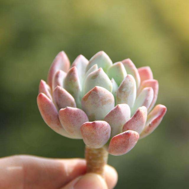 意媒:卡纳瓦罗回绝执教国际米兰“panda sports”(图1) panda sports