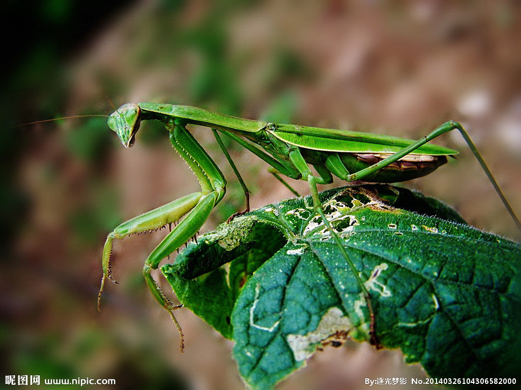 ‘熊猫体育’1米75力压1米84 两赛季进球=格子 世界杯别忘带他!(图3) panda sports